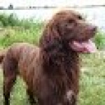 Bruno, duitse staander langhaar, reu bijna 10 jaar, heeft last van een hernia en spondylosis. Hij krijgt acupunctuur.